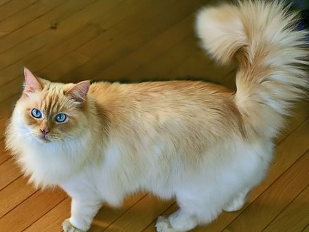 Orange And White Ragamuffin Cat Picture