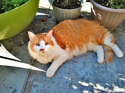 Orange And White Ragamuffin  Cat Sitting