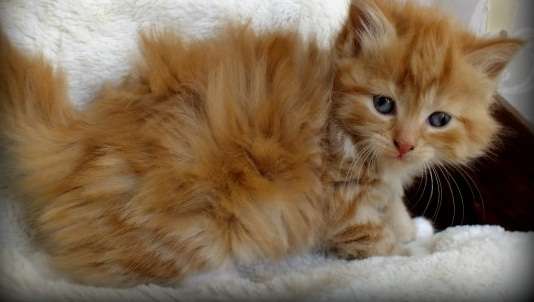 Orange Long Hair Ragamuffin Kitten