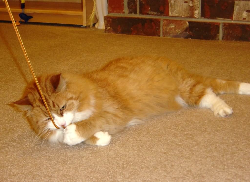 Orange Ragamuffin Cat Laying