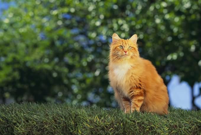 Orange Ragamuffin Cat Sitting Cat Sitting On Grass