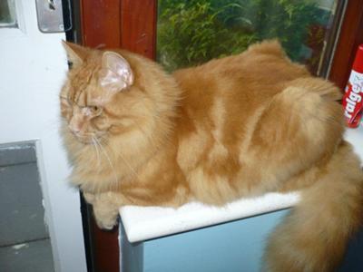Orange Ragamuffin Cat Sitting