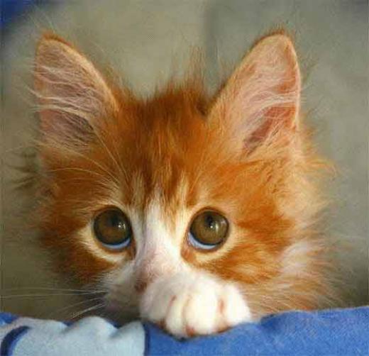 Orange Ragamuffin Kitten Photo