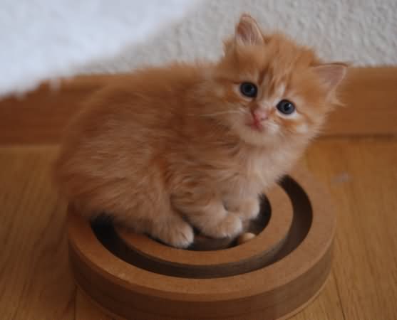 Orange Ragamuffin Kitten