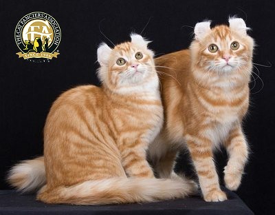 Orange Tabby American Curl Cats Sitting