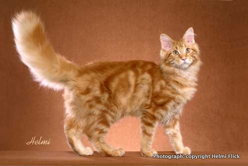 Orange Tabby Ragamuffin Cat Photo
