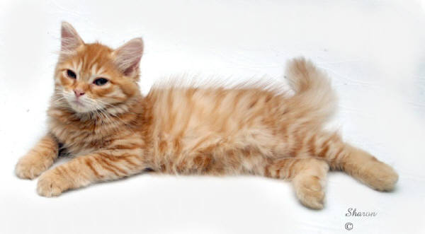 Orange Tabby Ragamuffin Cat