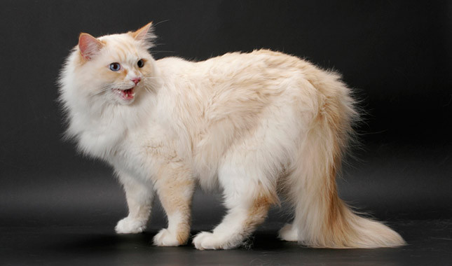 Orange White Ragamuffin Cat Photo