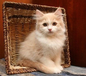 Orange White Ragamuffin Kitten Sitting On Basket