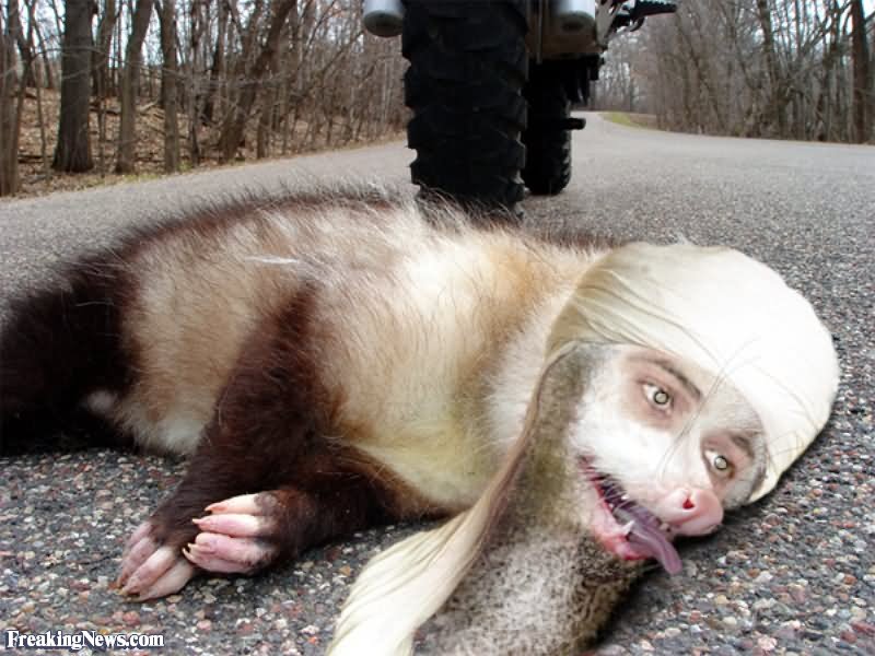 Osama Bin Laden Funny Road Kill Opossum Photoshop Picture