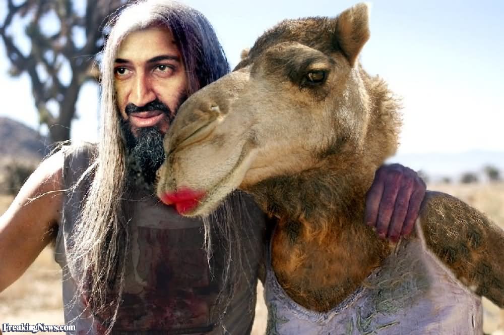 Osama Bin Laden With Camel Funny Terrorist Image