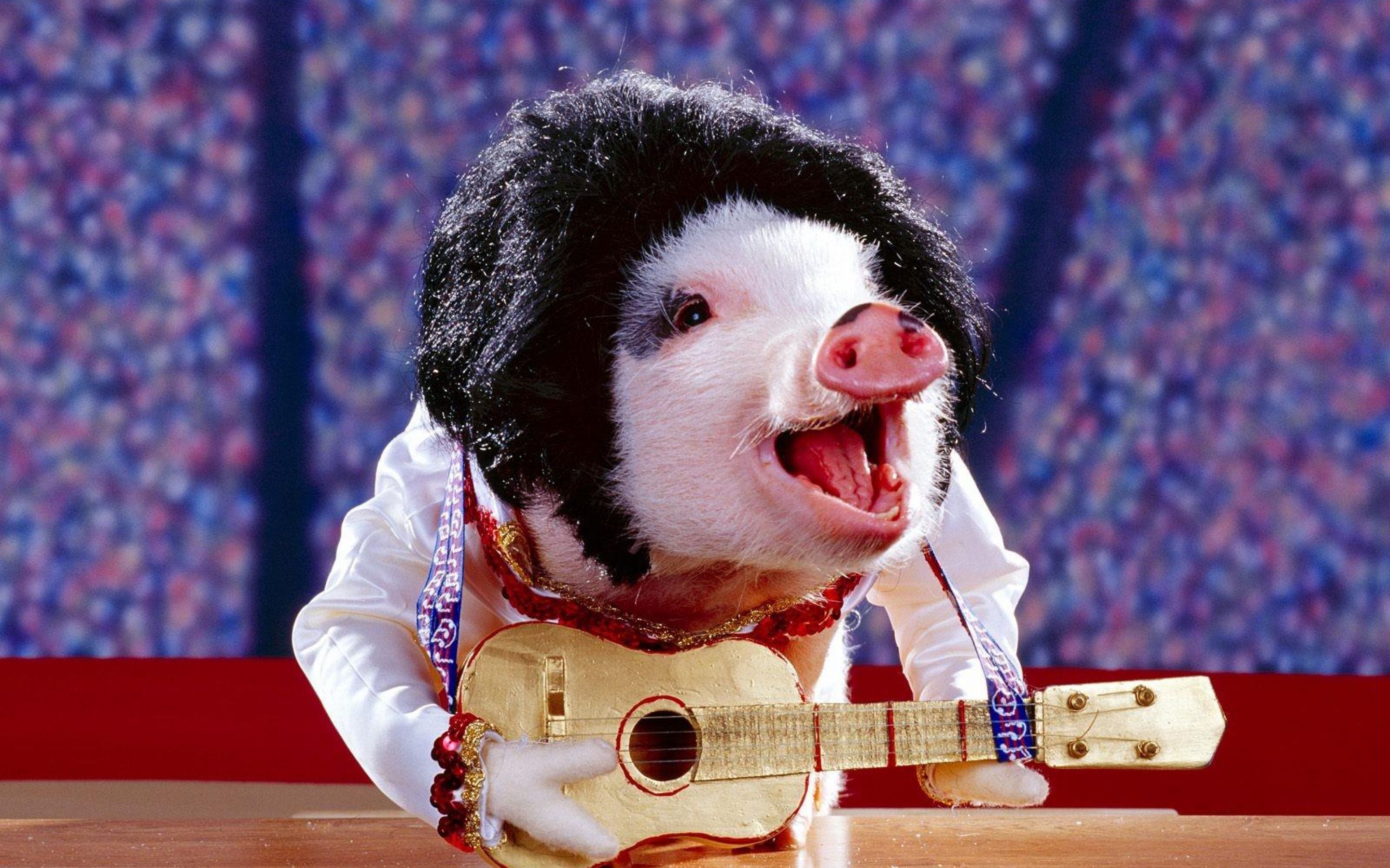 Pig Playing Guitar Funny Musicians Image