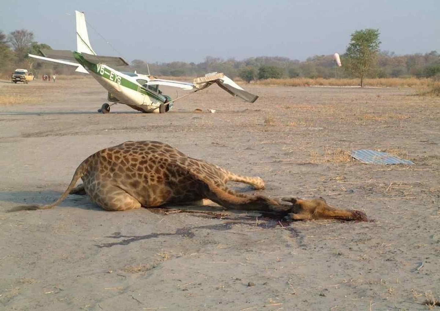 Plane Crash Funny Giraffe Road Kill Picture