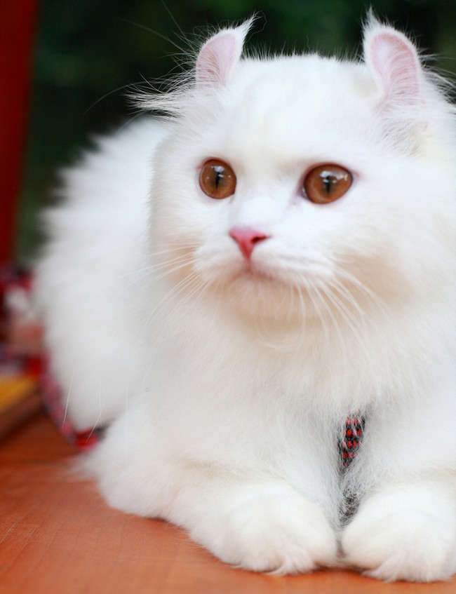 Pure White American Curl Cat Sitting