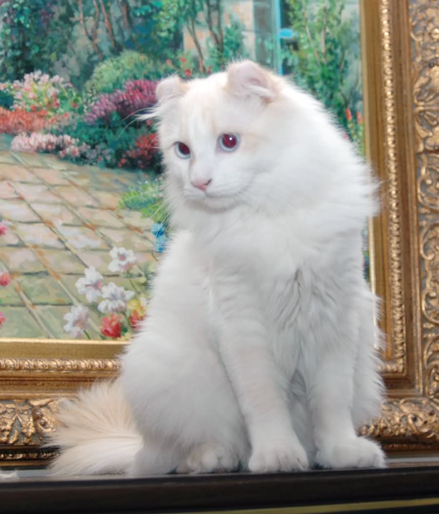 Pure White American Curl Cat