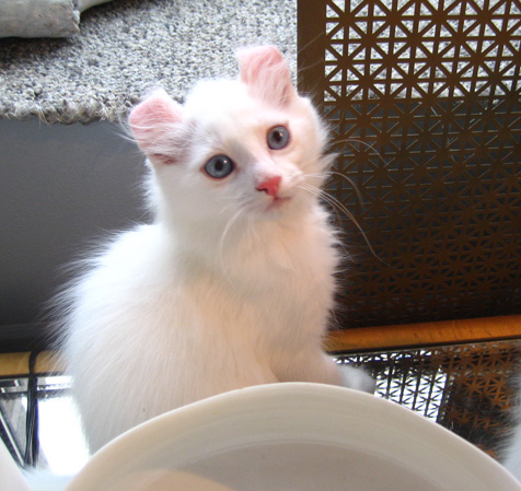 Pure White American Curl Kitten