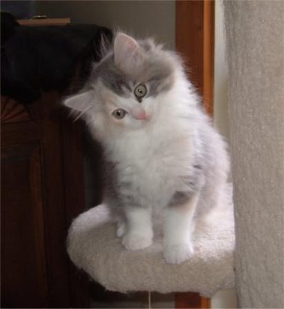 Ragamuffin Kitten Standing On Table