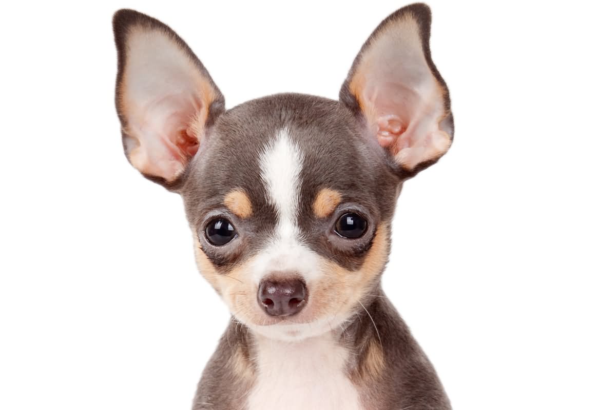 Short Hair Brown Chihuahua Dog Picture