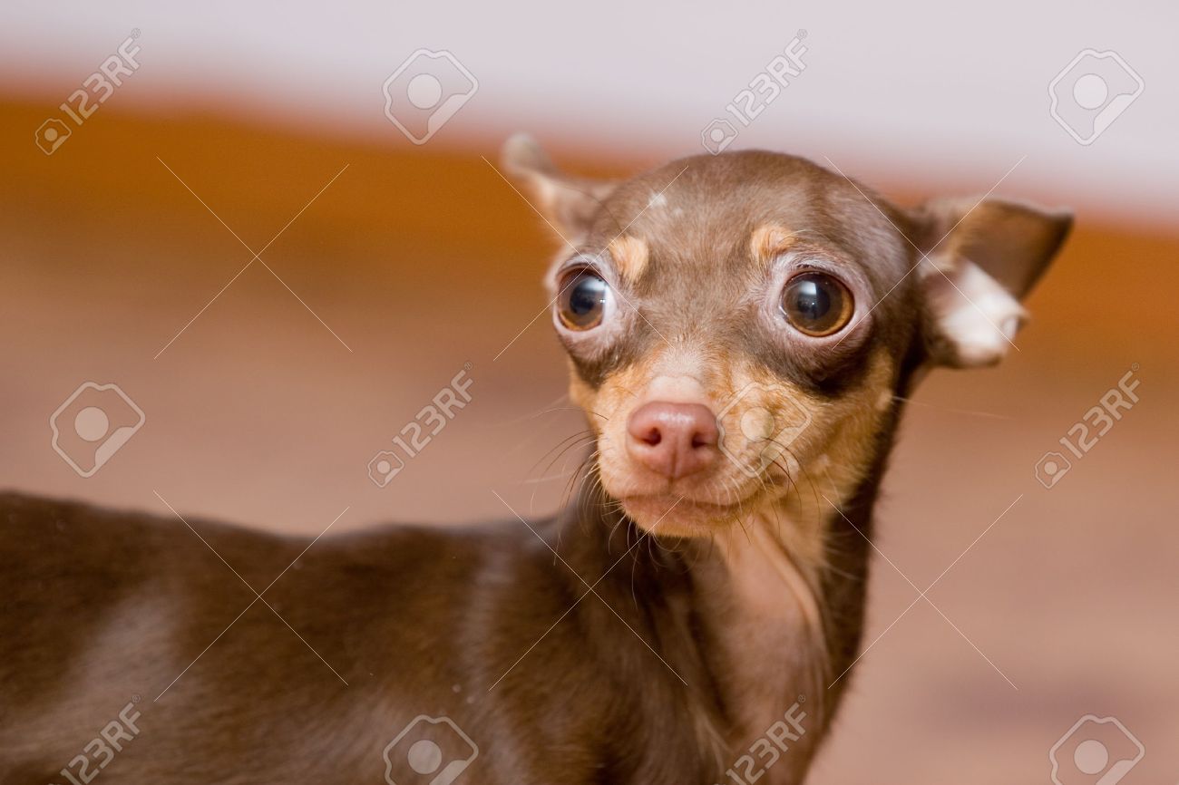 Short Hair Brown Chihuahua Dog