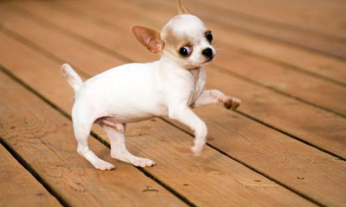 Short Hair Chihuahua Puppy Walking