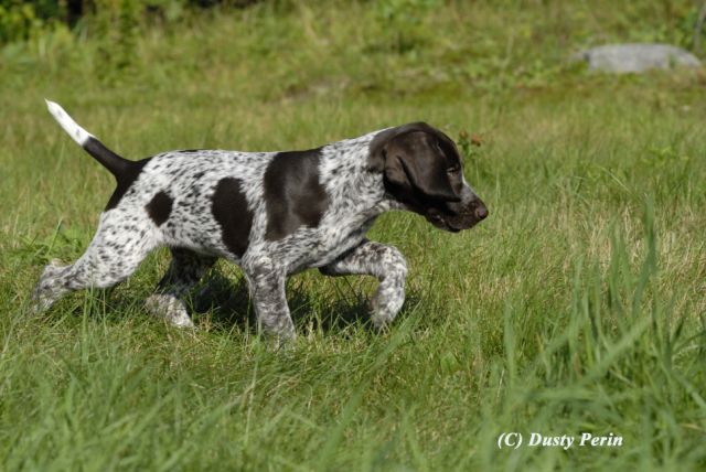 Shorthaired Pointer Puppy Walking In Fields