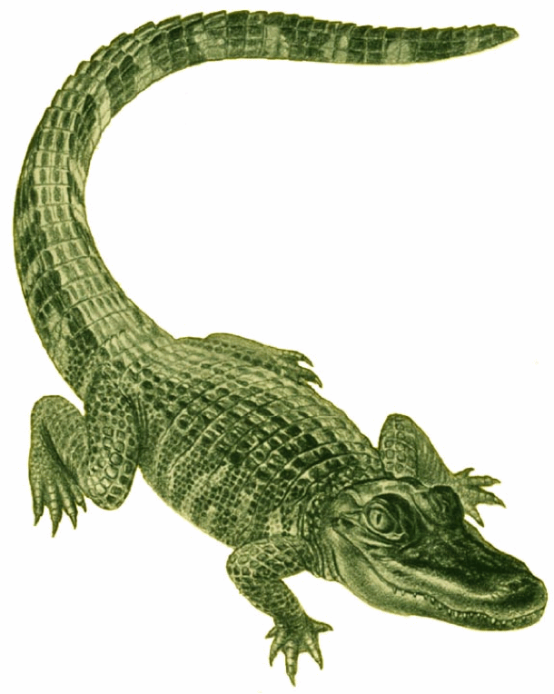 Simple Green Ink Alligator Tattoo Design