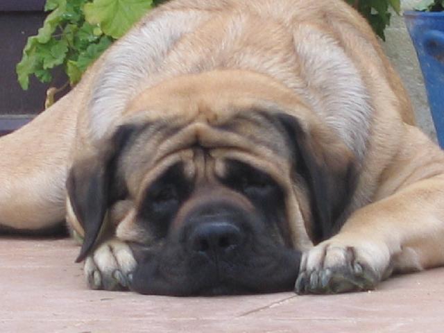Sleeping English Mastiff Dog