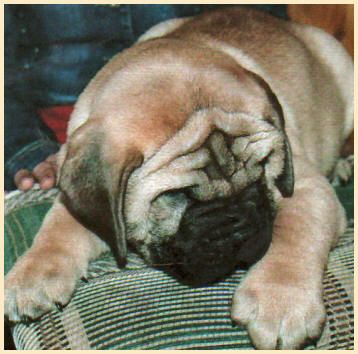 Sleeping English Mastiff Puppy