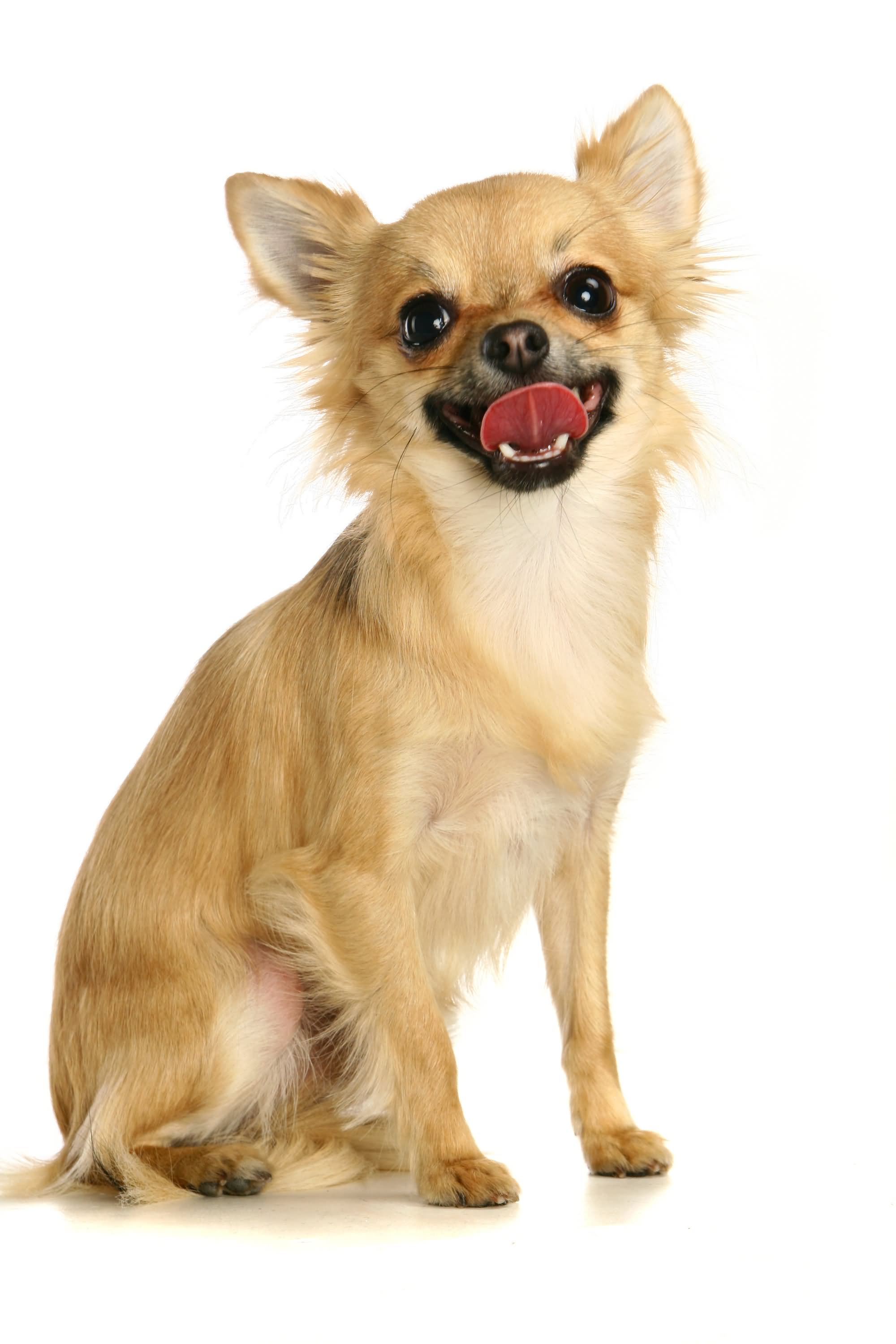 Smiling Chihuahua Dog