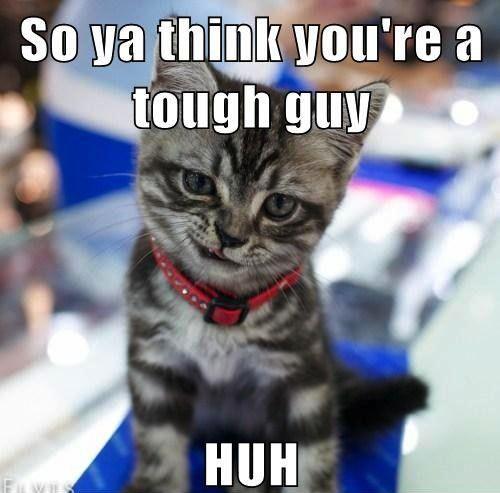 So Ya Think You Are A Tough Guy Funny Cat Picture