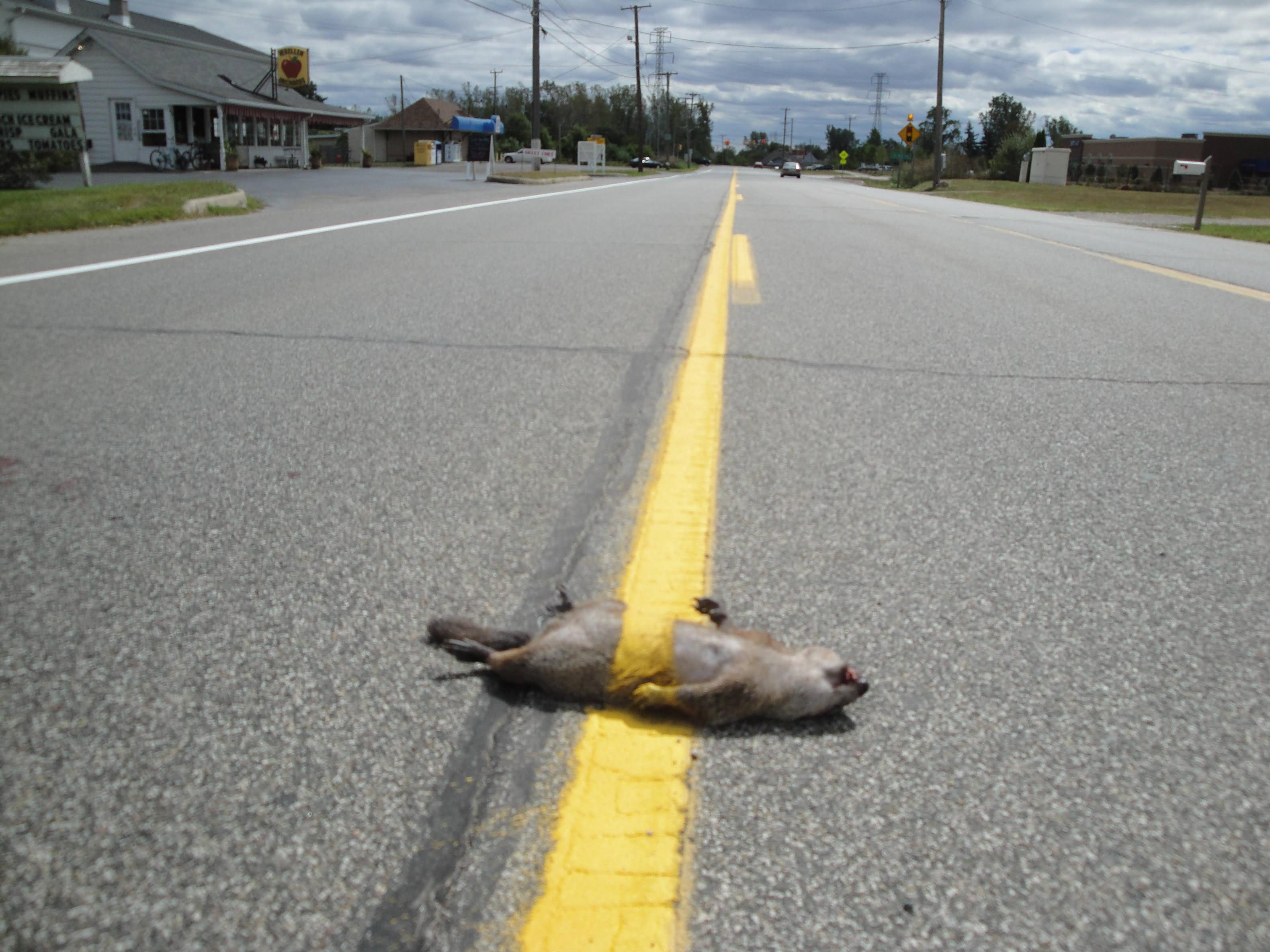 Squirrel Funny Road Kill Picture
