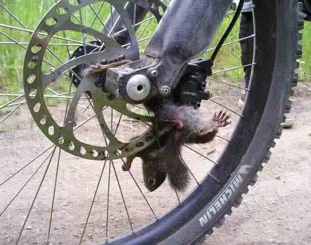 Squirrel In Cycle Wheel Funny Road Kill Picture