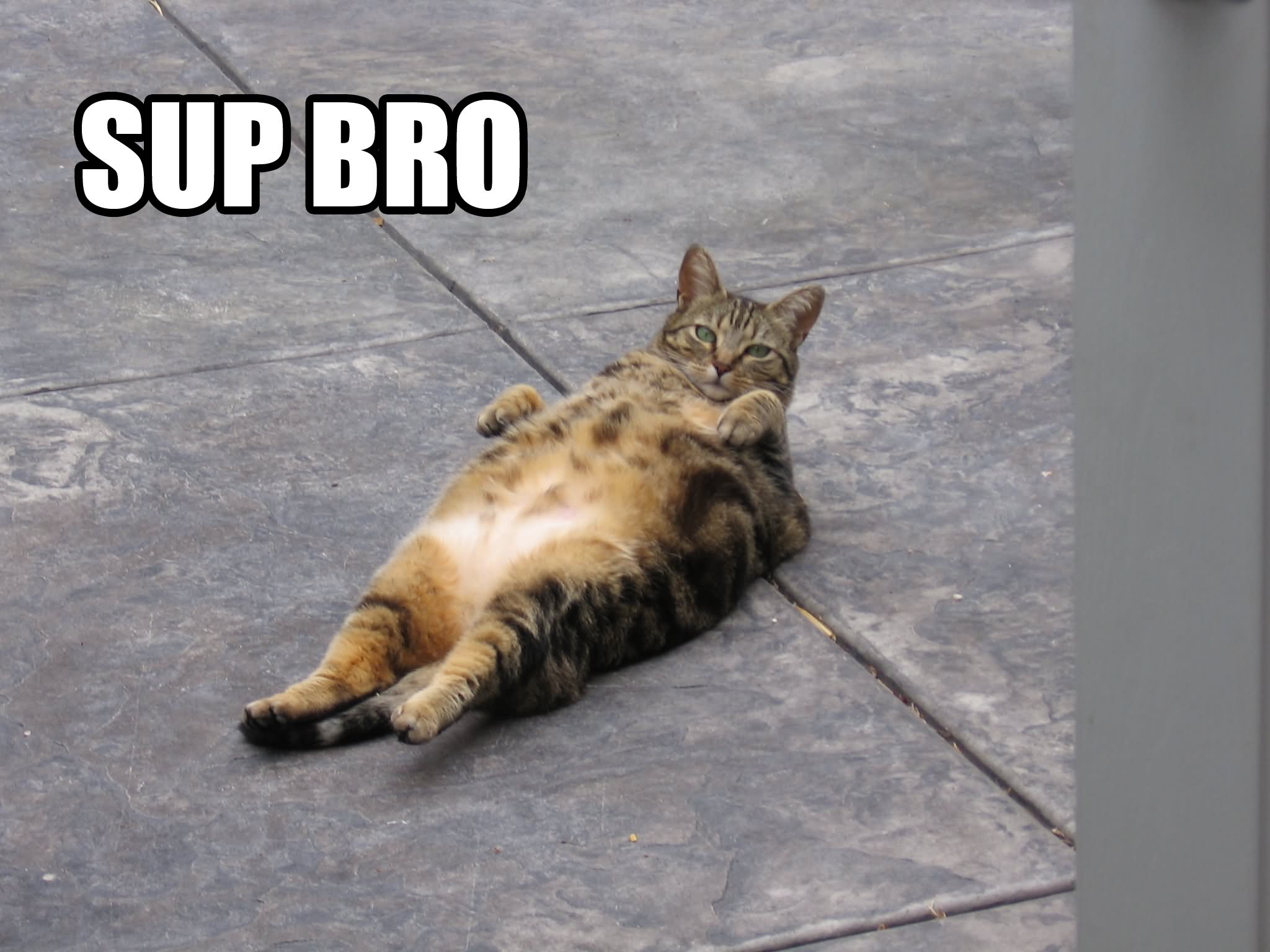 Sup Bro Funny Cat Image