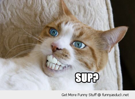 Sup Cat With Funny Teeth