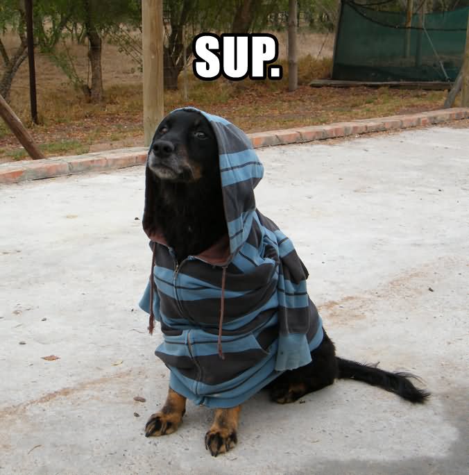 Sup Dog Wearing Tshirt Funny Picture