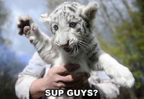 Sup Guys Funny Cub Picture