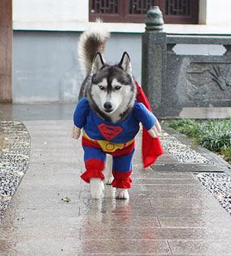 Superman Dog Funny Situations Picture