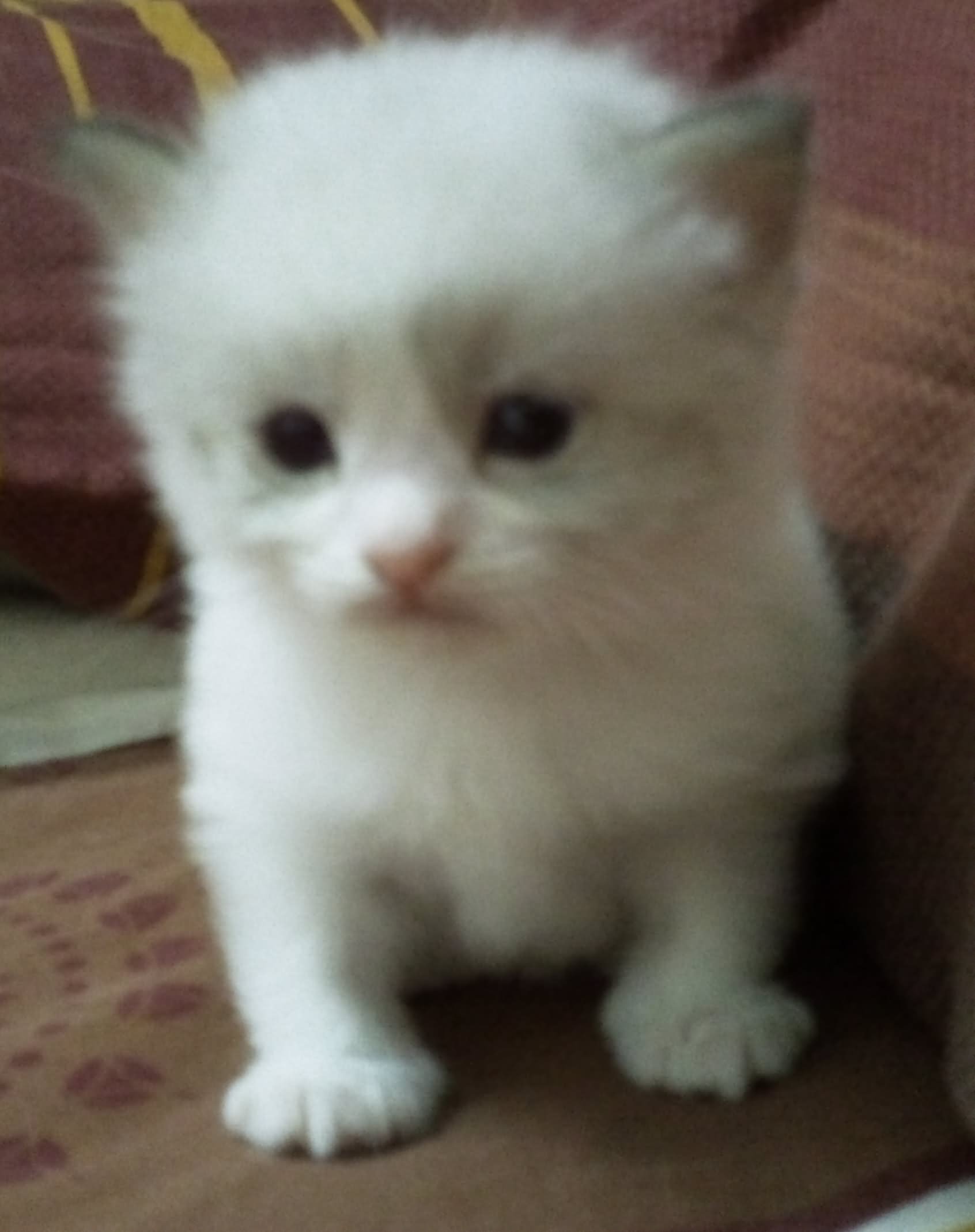 Sweet White Ragamuffin Kitten