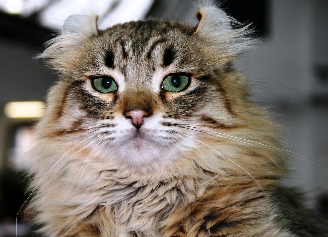 Tabby American Curl Cat Face
