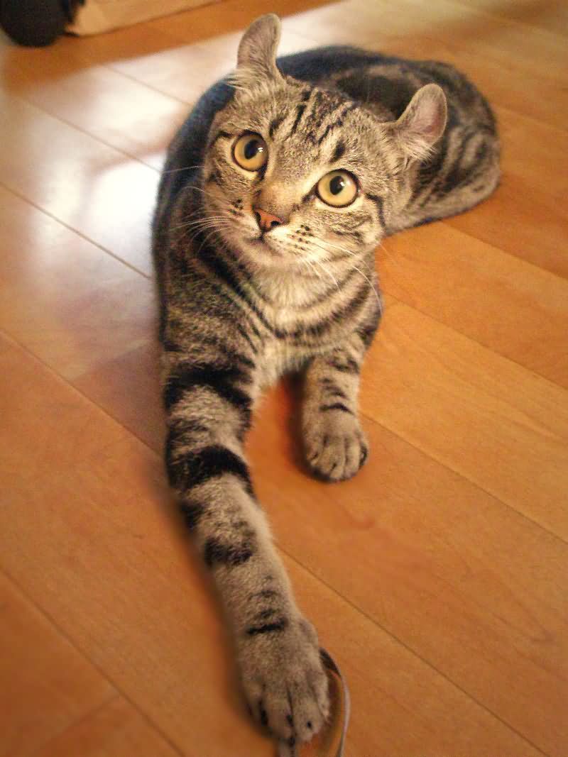 Tabby American Curl Cat Laying On Floor