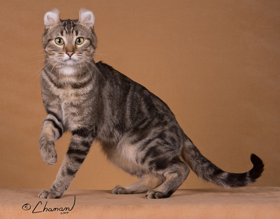 Tabby American Curl Cat With One Paw Up