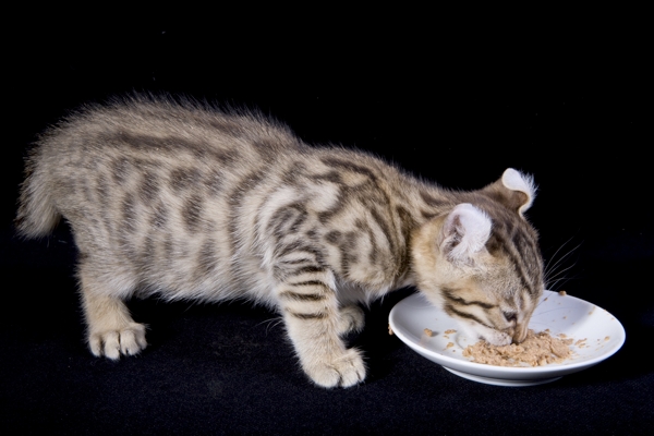 Tabby American Curl Kitten Eating Food