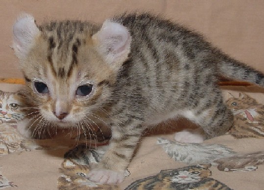 Tabby American Curl Kitten On Bed