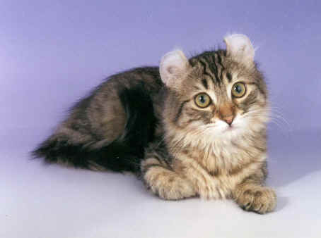 Tabby American Curl Kitten Picture