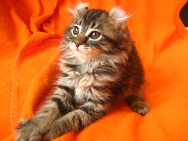 Tabby American Curl Kitten Picture