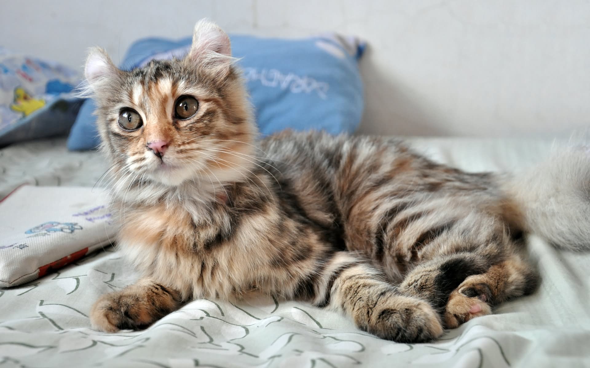 Tabby American Curl Kitten Sitting On Bed