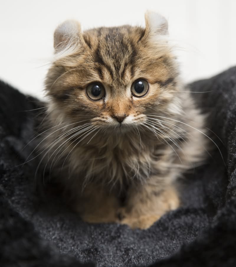 Tabby American Curl Kitten