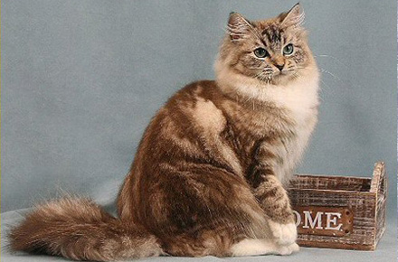 Tabby Ragamuffin Cat Sitting Picture