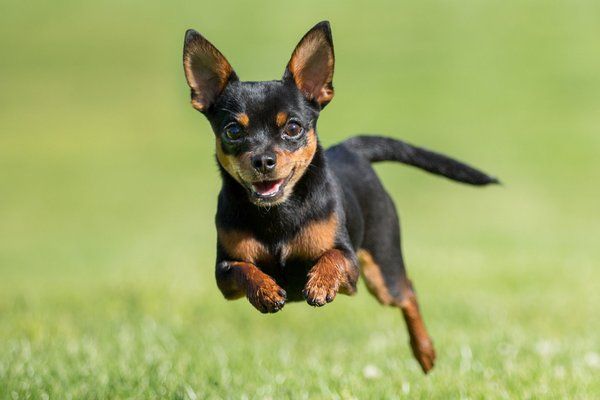 Tan And Black Chihuahua Dog Jumping Picture
