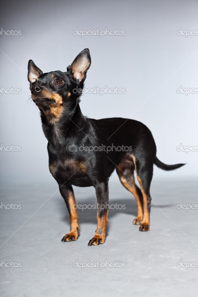 Tan And Black Chihuahua Dog Picture